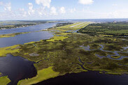 salt-marsh-naval-station-mayport-credit-mark-bias