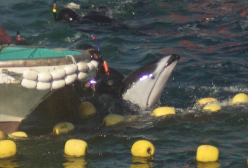 Pacific white-sided dolphin is grabbed by diver during an offshore capture, Taiji, Japan. Credit: DolphinProject.com