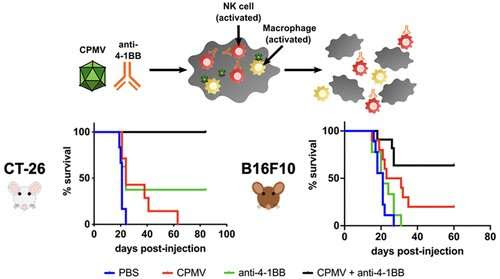 Plant virus plus immune cell-activating antibody clear colon cancer in mice, prevent recurrence