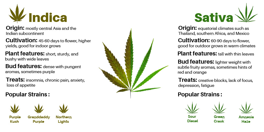 sativavsIndica1 The ultimate guide on indicas vs. sativas