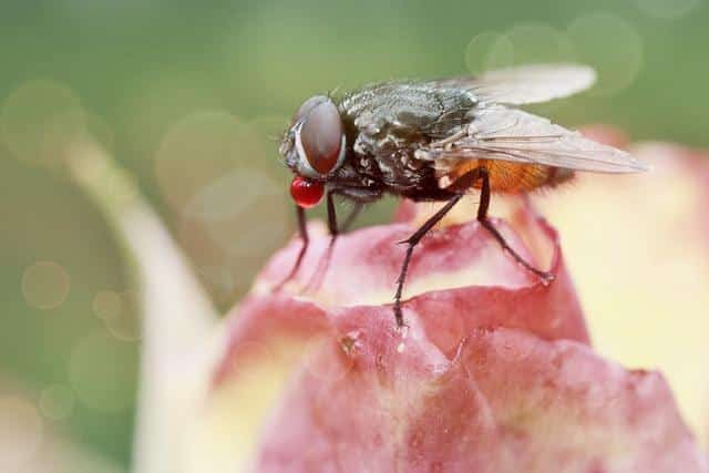 10 All-Natural Ways To Repel And Kill Houseflies (No. 4 Is Super-Creative) 10 All-Natural Ways To Repel And Kill Houseflies (No. 4 Is Super-Creative)