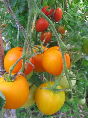 Grow Great Tomatoes