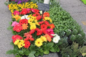 You'll find lots of flower flats and hanging baskets at the market Saturday.