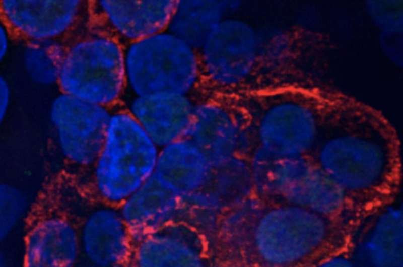 How coronavirus damages lung cells within mere hours