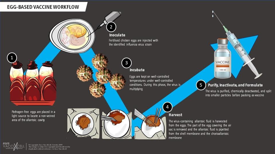 egg-based vaccine production workflow