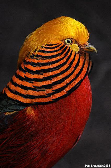 bird, orange