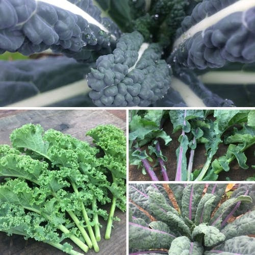 Kale for your garden