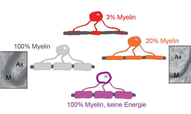 Myelin optimizes information processing in the brain