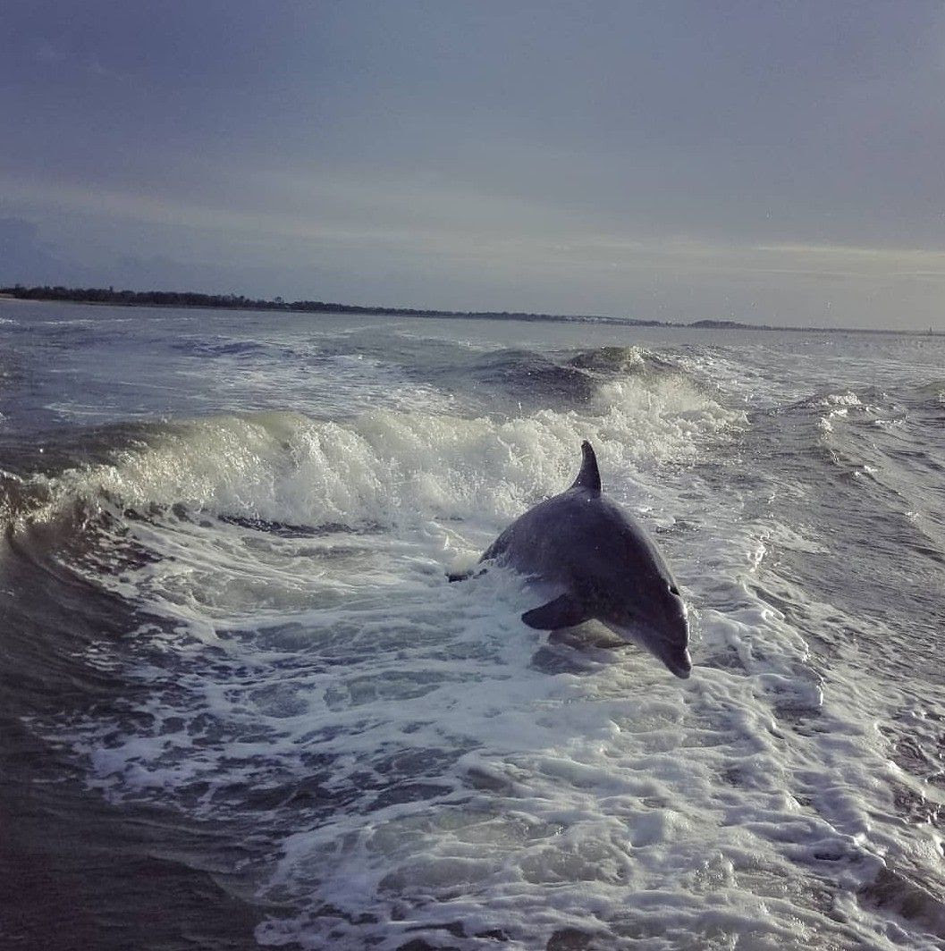 Captain Derek's Dolphin Tour Tybee Island Dolphin tours