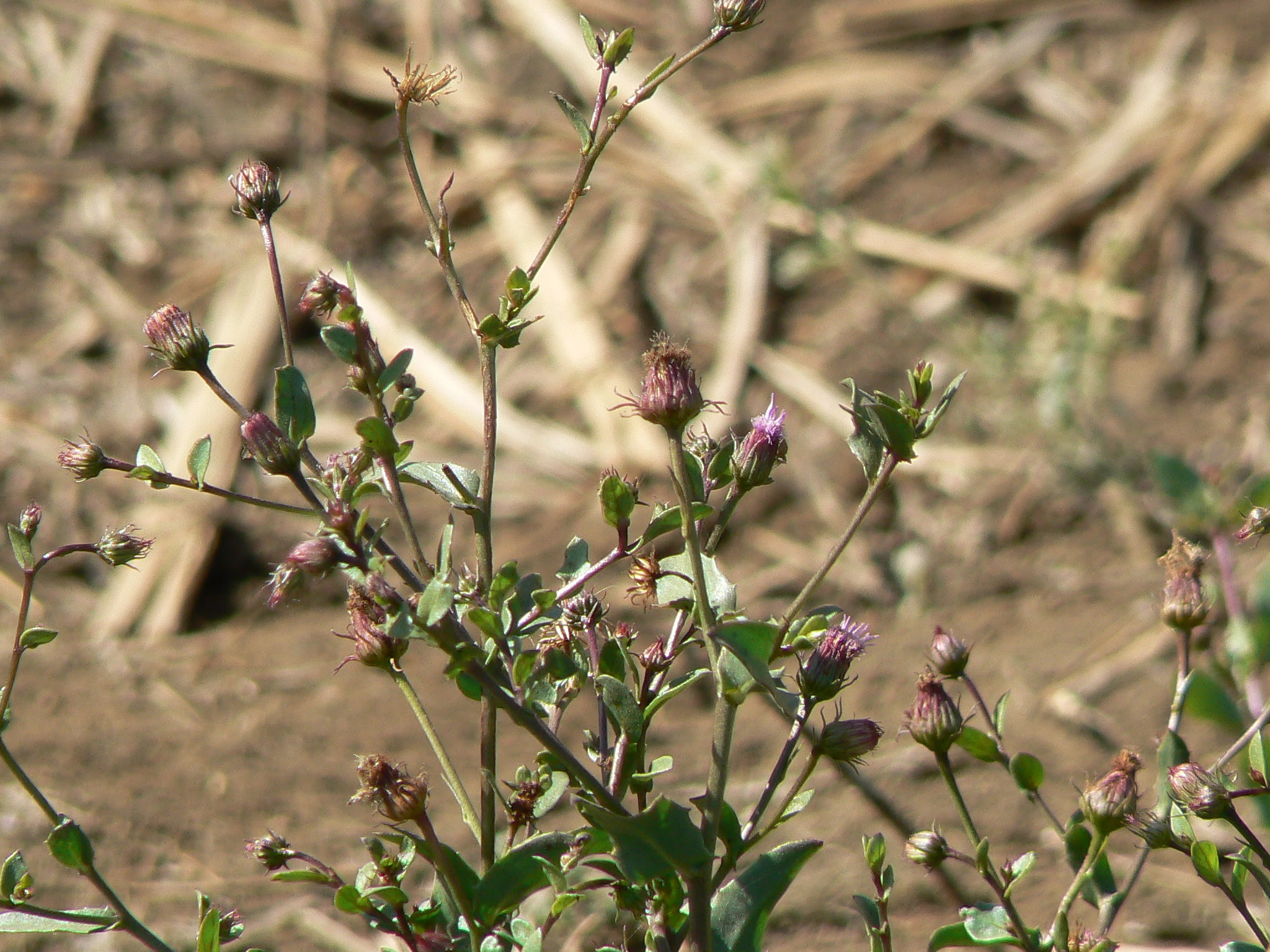Blumea obliqua (L.) Druce