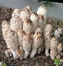 Shaggy Ink Cap Mushroom Coprinus comatus Mycelium 10.000+ fresh seeds Spores $10