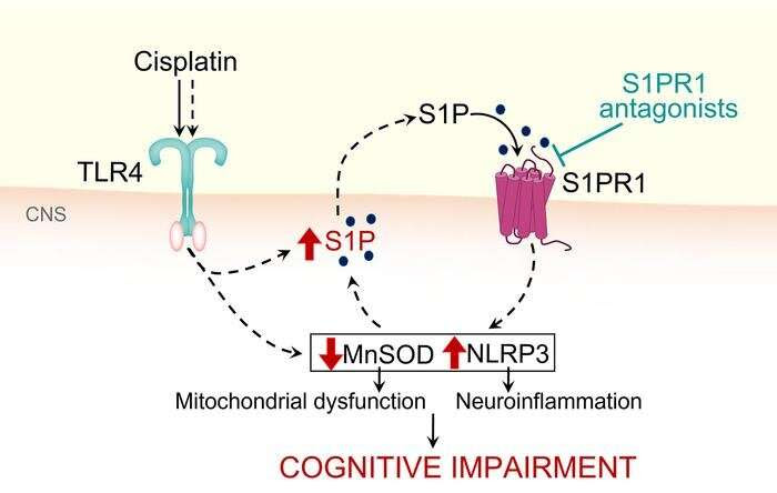 Researcher unlocks mystery of 'chemo-brain,' identifies possible treatment