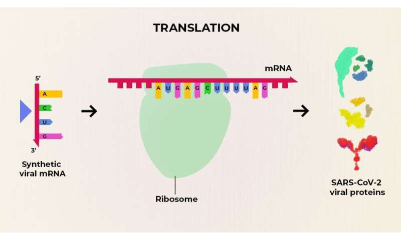 What the phase 1 trials of the first COVID-19 vaccine really mean