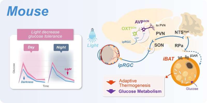Researchers reveal neural mechanism of metabolic modulation by light