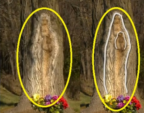 Amazing Divine Intervention Videos! Man Run Over By 3 Cars Survives And Mystery Nativity Image of Mary Holding Baby Jesus Appear In Tree!  