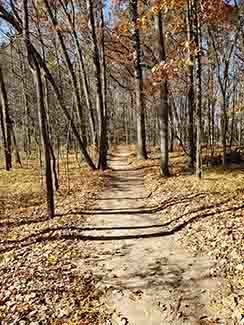 Autumn leaves are present along a trail at a local park in Lansing.