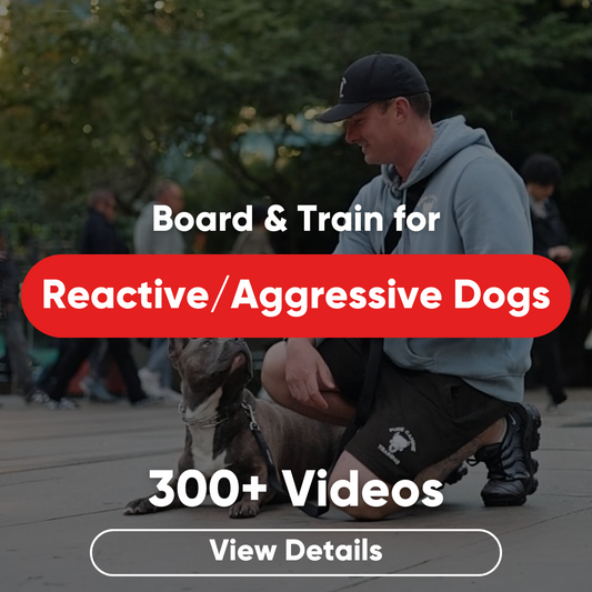 games that train your dog’s brain