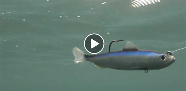 LIVETARGET Spanish Sardine Swimbait – Fillet & Release Outdoors