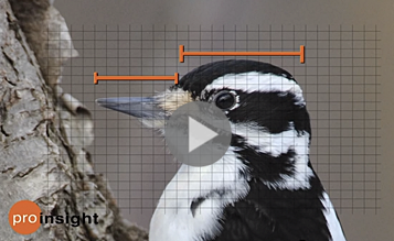 Learn to tell Hairy Woodpecker from Downy Woodpecker and more bird ID secrets