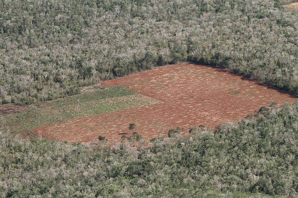 Deforestación en Mexico. © Victor Garcia / Greenpeace
