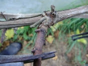 Pruning vine side shoots 2-3 buds from the main stem or rod as it's known - 20.11.14.