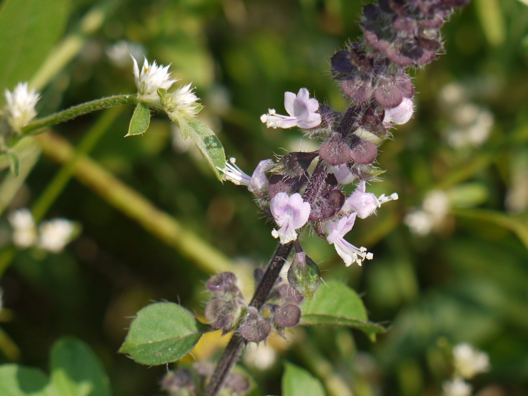 Ocimum basilicum L.