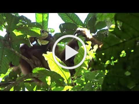Orangutan Stealing Fruit