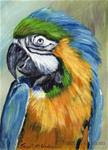 Macaw ACEO - Posted on Wednesday, February 4, 2015 by Janet Graham