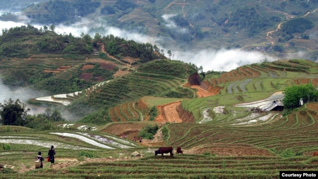 FILE - Rice terraces in Sapa, Vietnam.