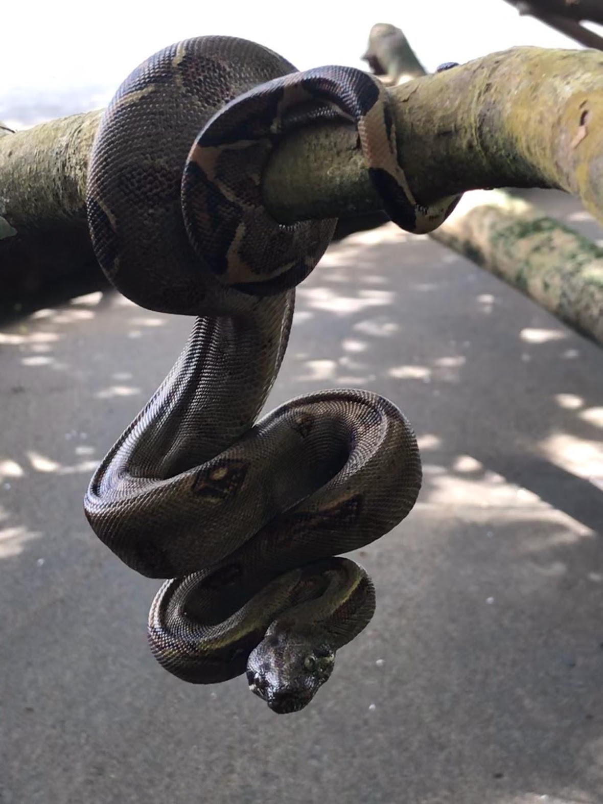 Boa constrictor wrapped around branch and hanging down