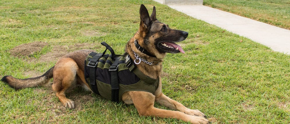 Police Fatally Shoot Suspect Who Repeatedly Stabbed Police Dog