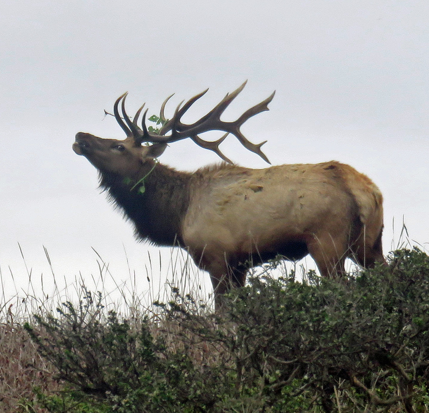 Pt. Reyes Tule Elk