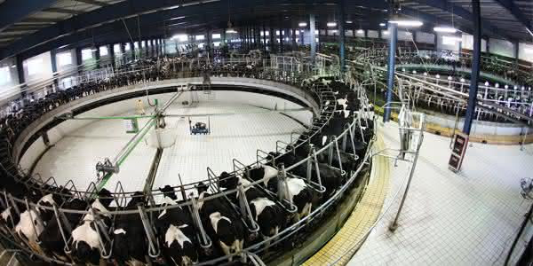 China Modern Dairy entre as maiores fazendas do mundo China Modern Dairy entre as maiores fazendas do mundo