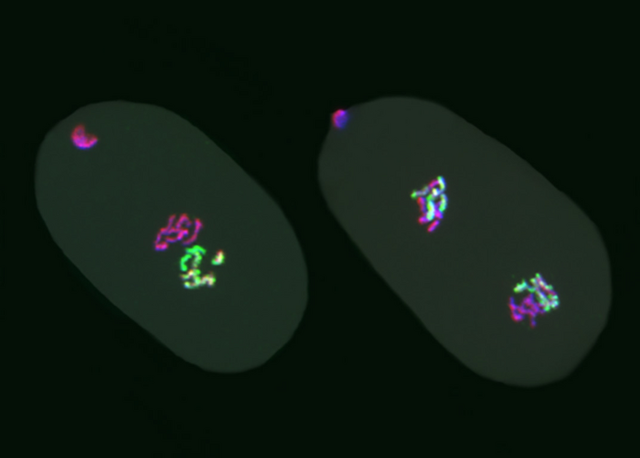 C. elegans embryos