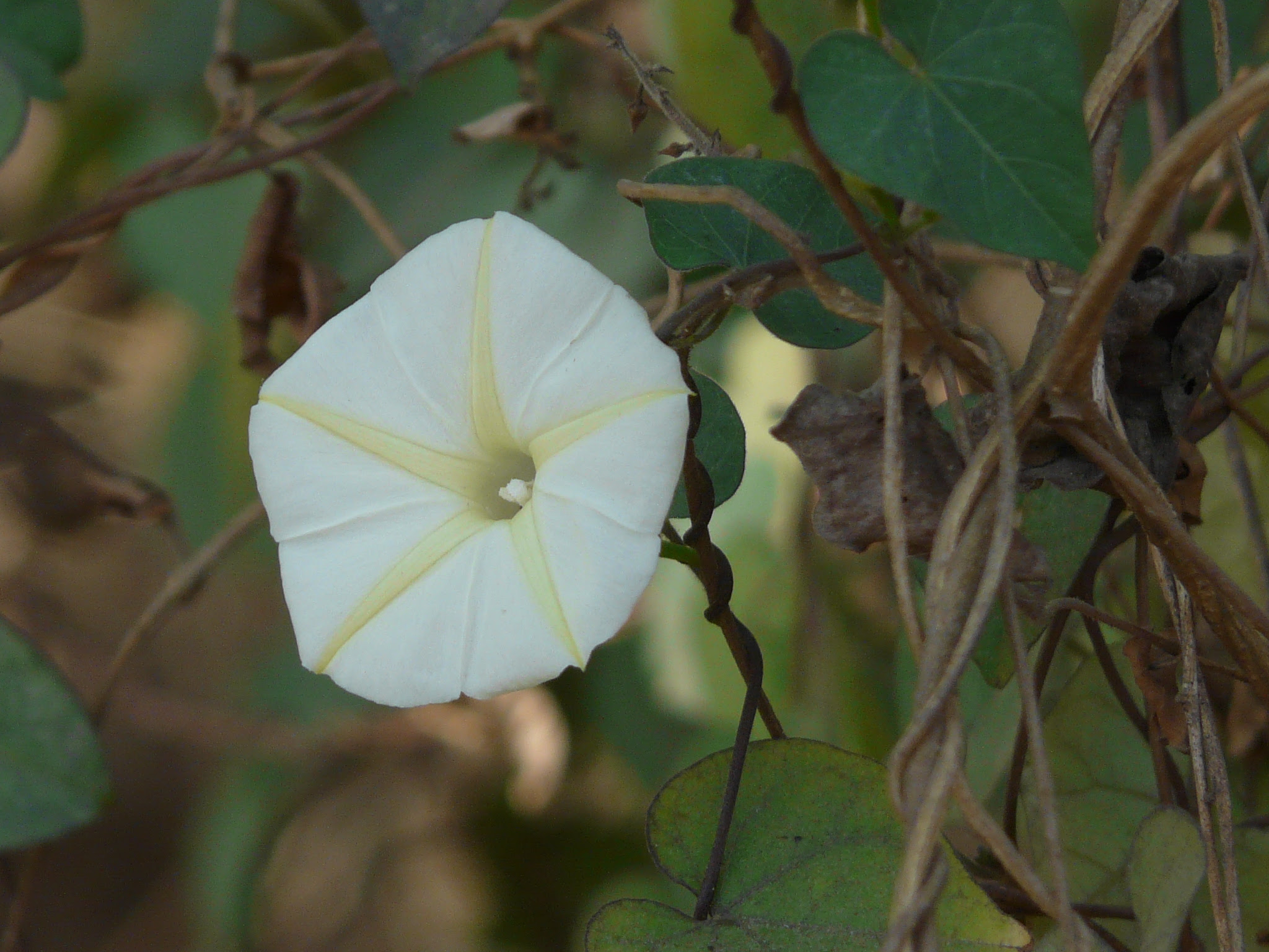 Ipomoea obscura (L.) Ker Gawl.