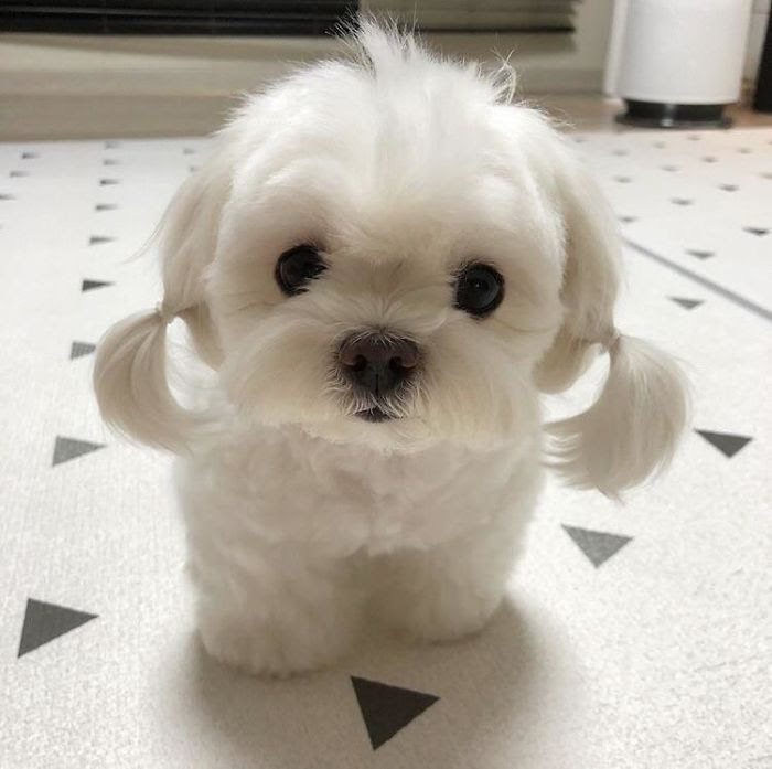 This Puppy With Pigtails