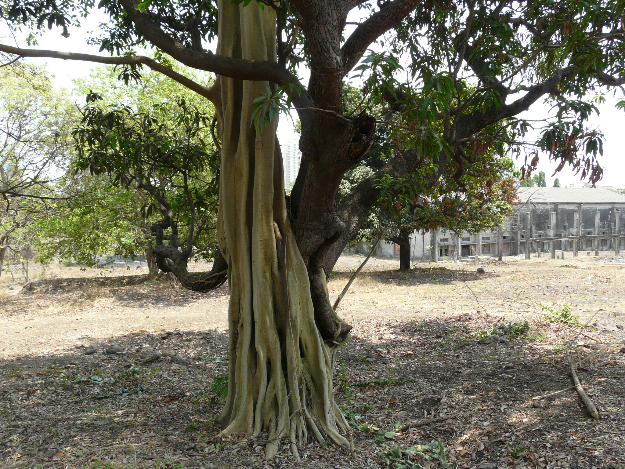 Ficus amplissima Sm.