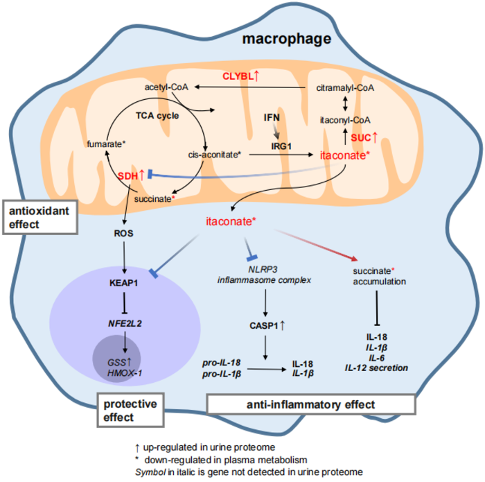 Itaconate may be downregulated through the overexpression of CLYBL in COVID-19 patients