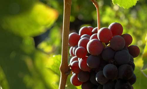Tecnovino importaciones mundiales de vino