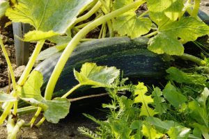 Selbstversorgung durch den eigenen Garten - Gartenbista.de - Zucchini Anbau