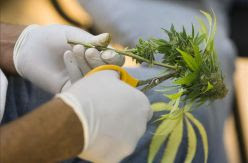 La ONU mantiene el estatus del cannabis, que sigue al mismo nivel de control que la heroína pese a la recomendación de la OMS