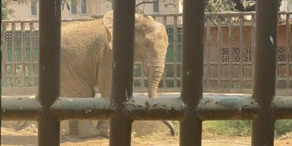 A young elephant stands in a tiny enclosure behind bars.