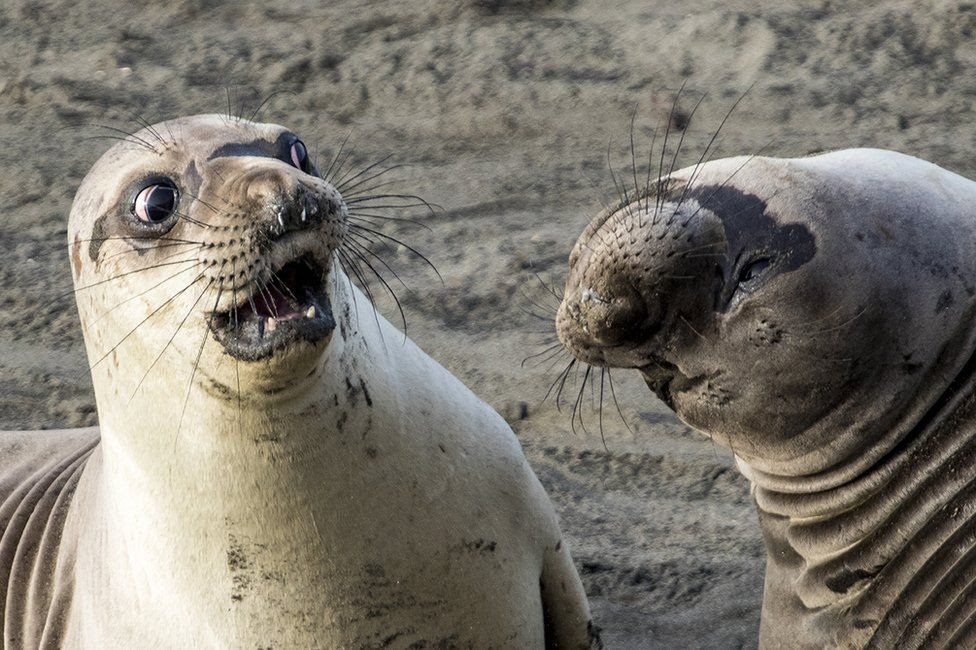 Seal looking shocked at                                            a