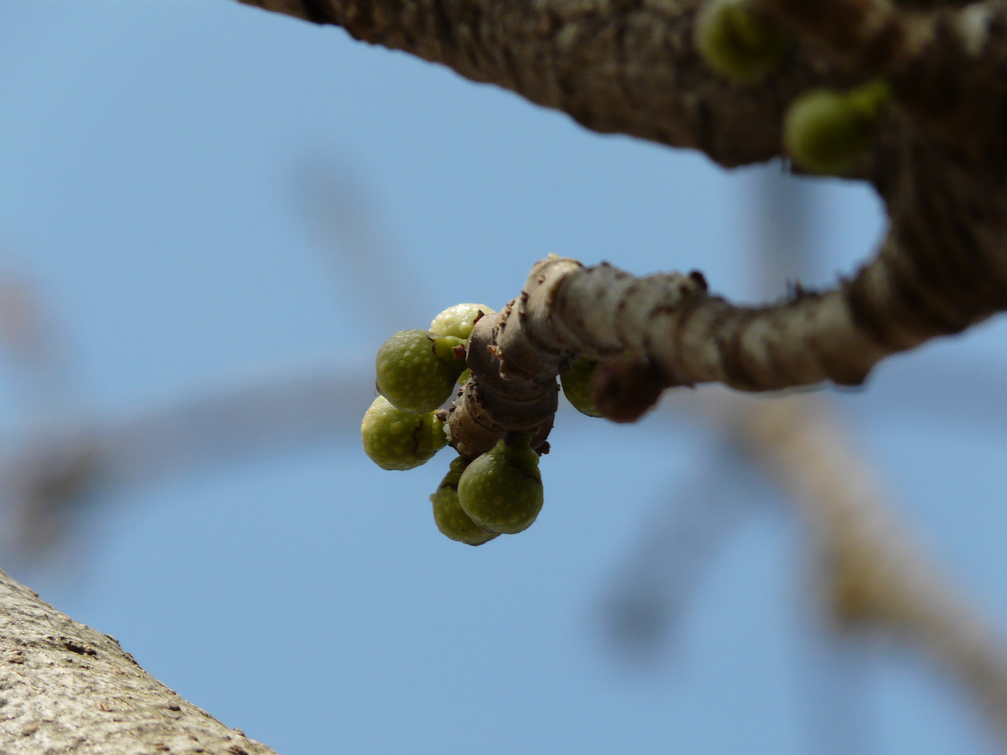 Ficus arnottiana (Miq.) Miq.