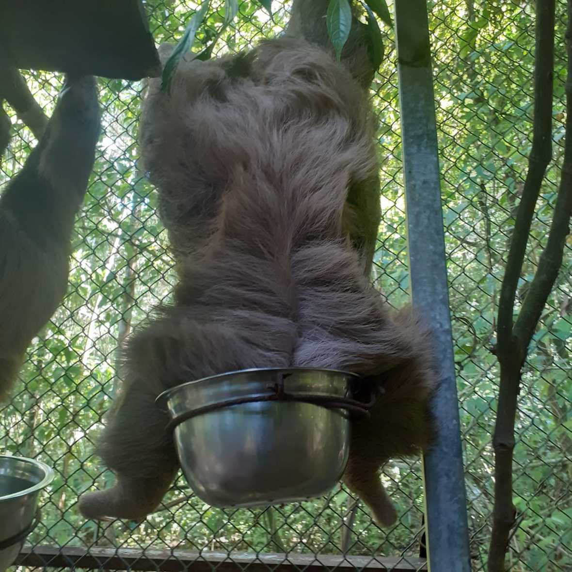 Sloth hangs upside down from fencing with head in metal bowl