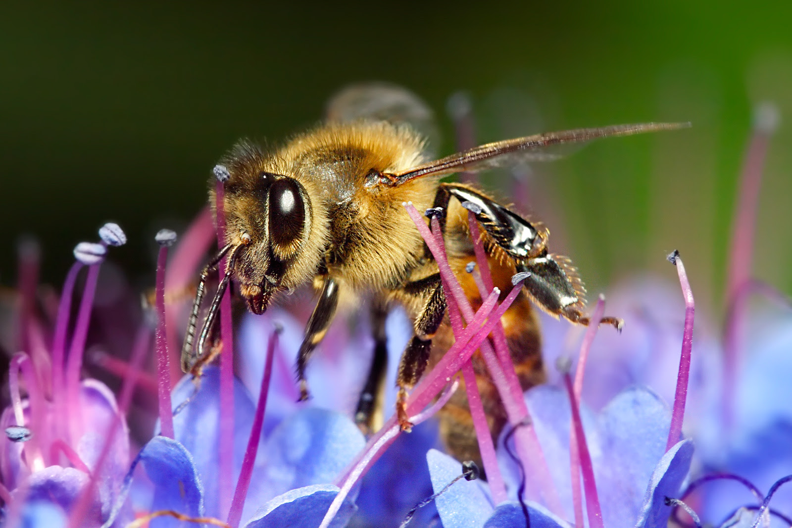 The National Wildlife Federation is hosting a class on pollinator gardens.