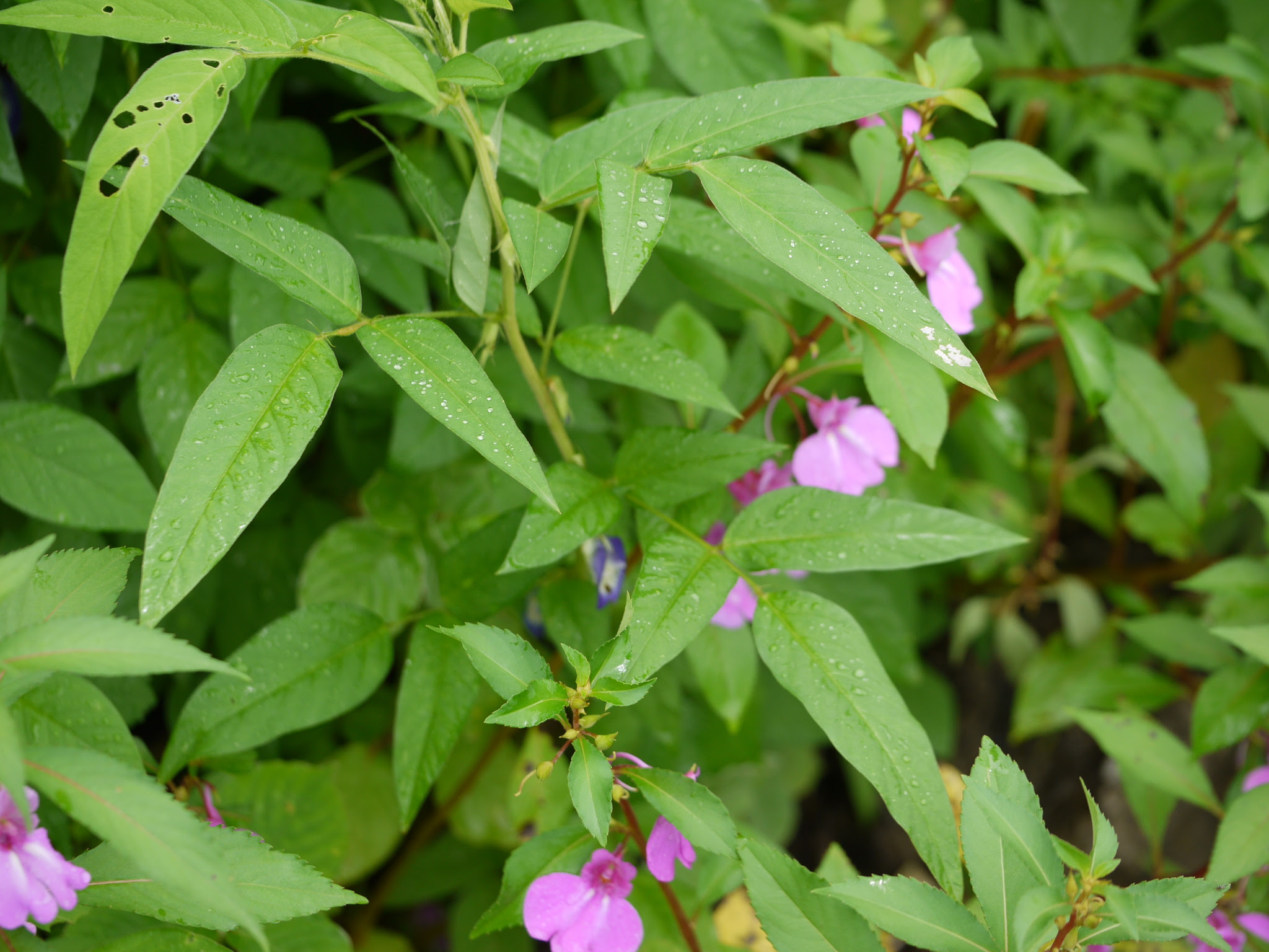 Clitoria annua J.Graham