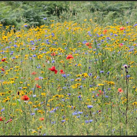 Brookfield Farm wildflowers