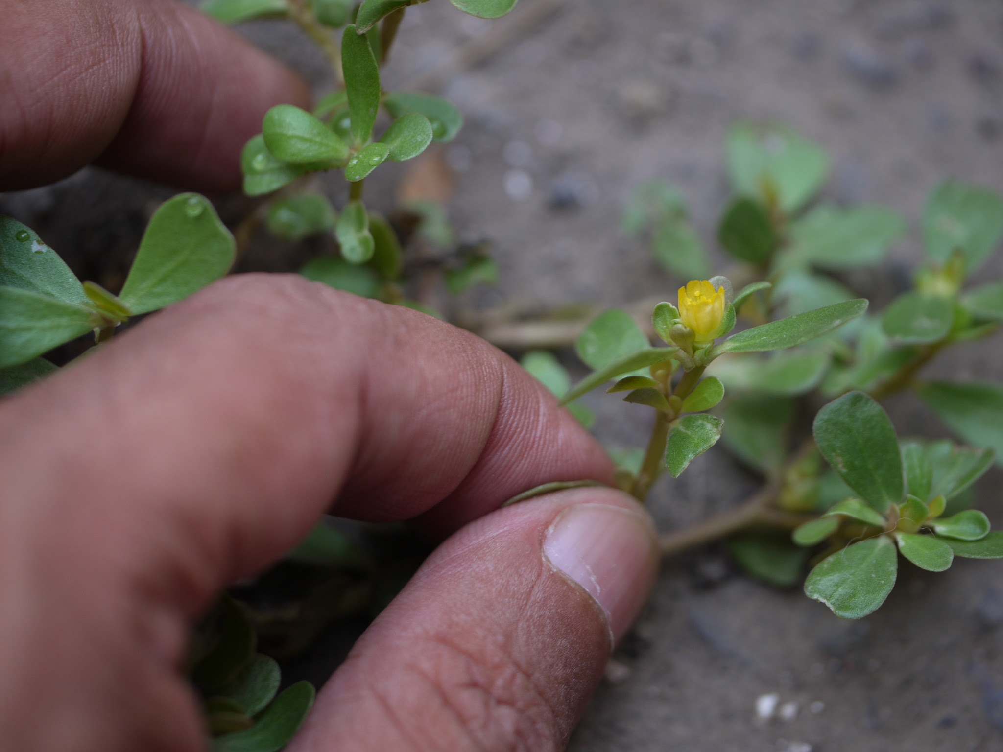 Portulaca oleracea L.