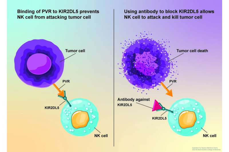 Albert Einstein College of Medicine researchers develop promising new cancer therapy